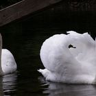 Schwänenpaar im Fernsteinsee