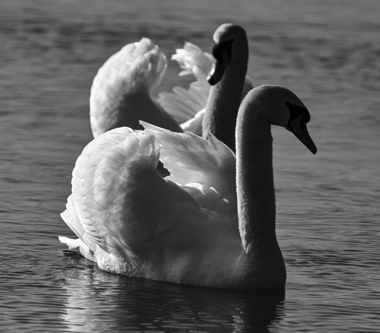 Schwänepaar am Epplesee