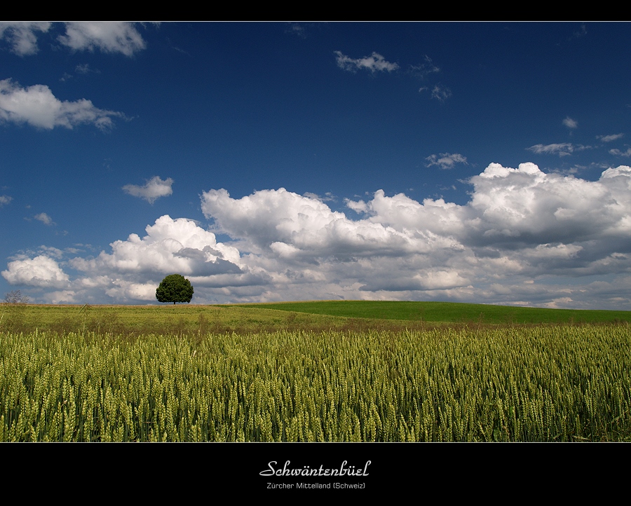 Schwäntenbüel - Zürcher Mittelland (Schweiz)