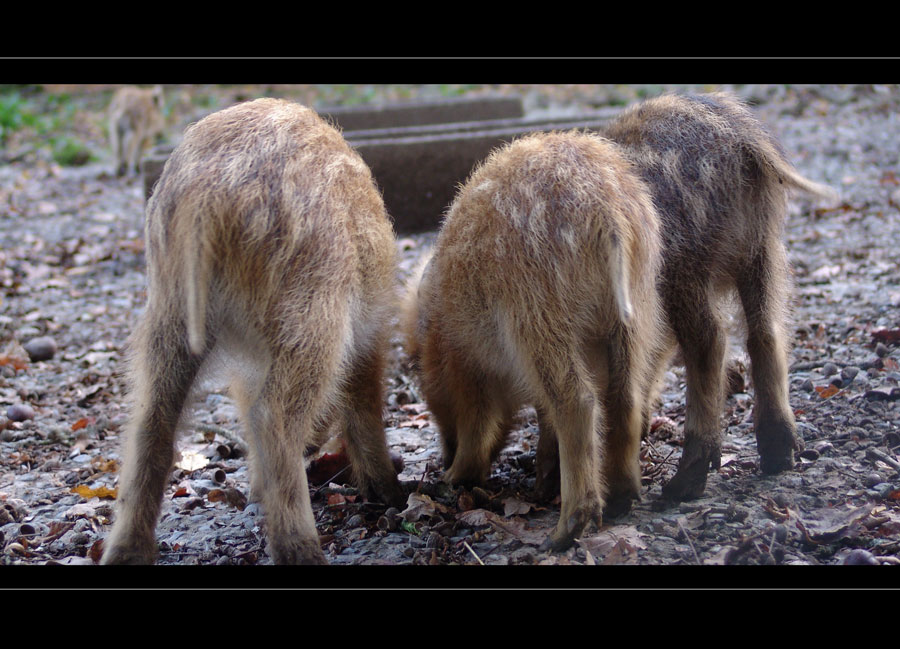 Schwänzchen