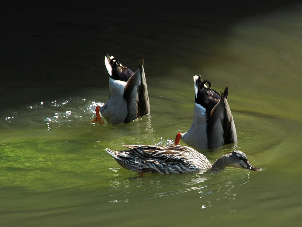 Schwänzchen in die Höh'