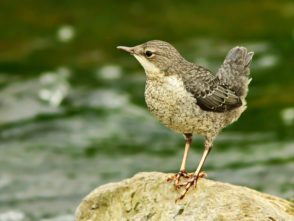 Schwänzchen in die Höh