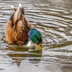 "SCHWÄNZCHEN in die Höh + KÖPFCHEN in das Wasser"