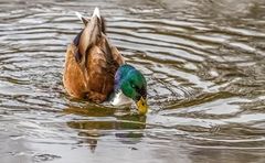 "SCHWÄNZCHEN in die Höh + KÖPFCHEN in das Wasser"