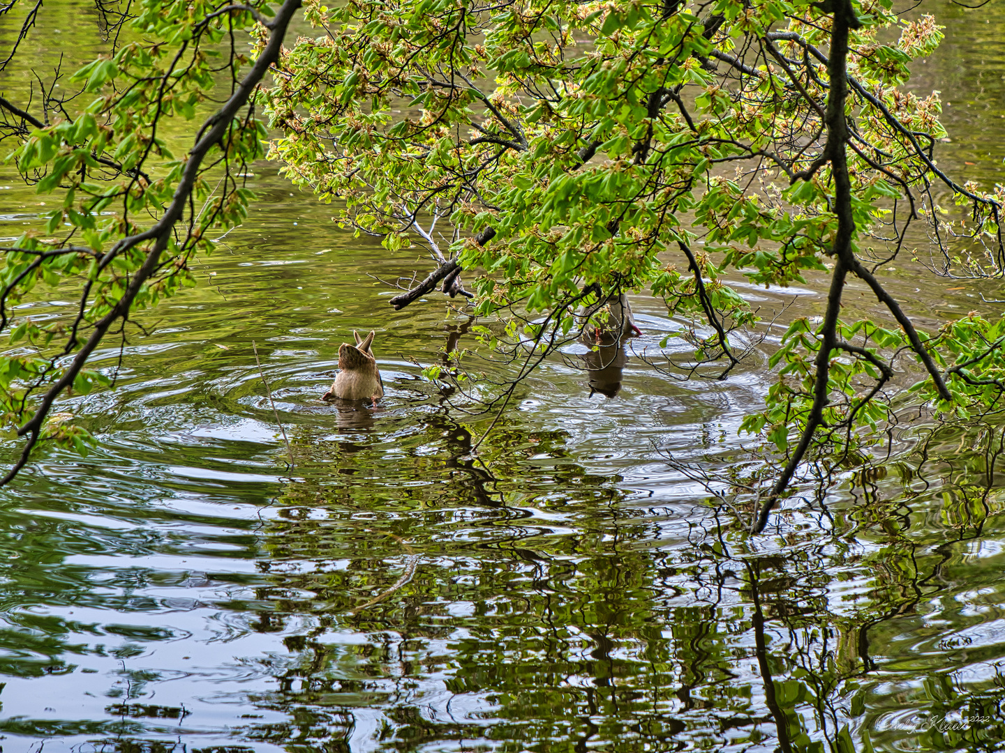 "Schwänzchen in die Höh" Saint Stephen's Green