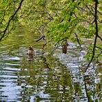 "Schwänzchen in die Höh" Saint Stephen's Green