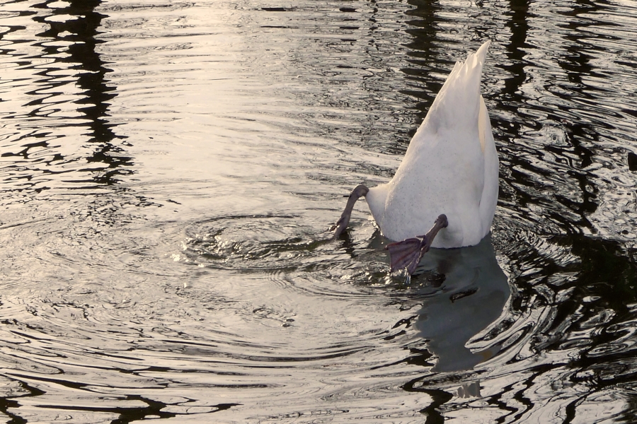 Schwänzchen in die Höhe