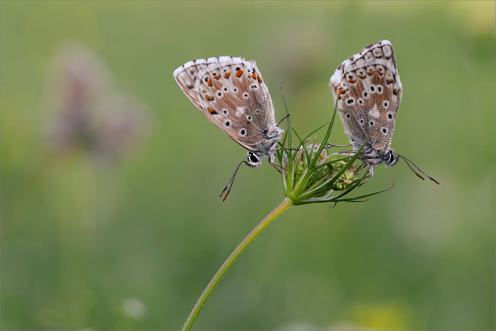 Schwänzchen in die Höhe