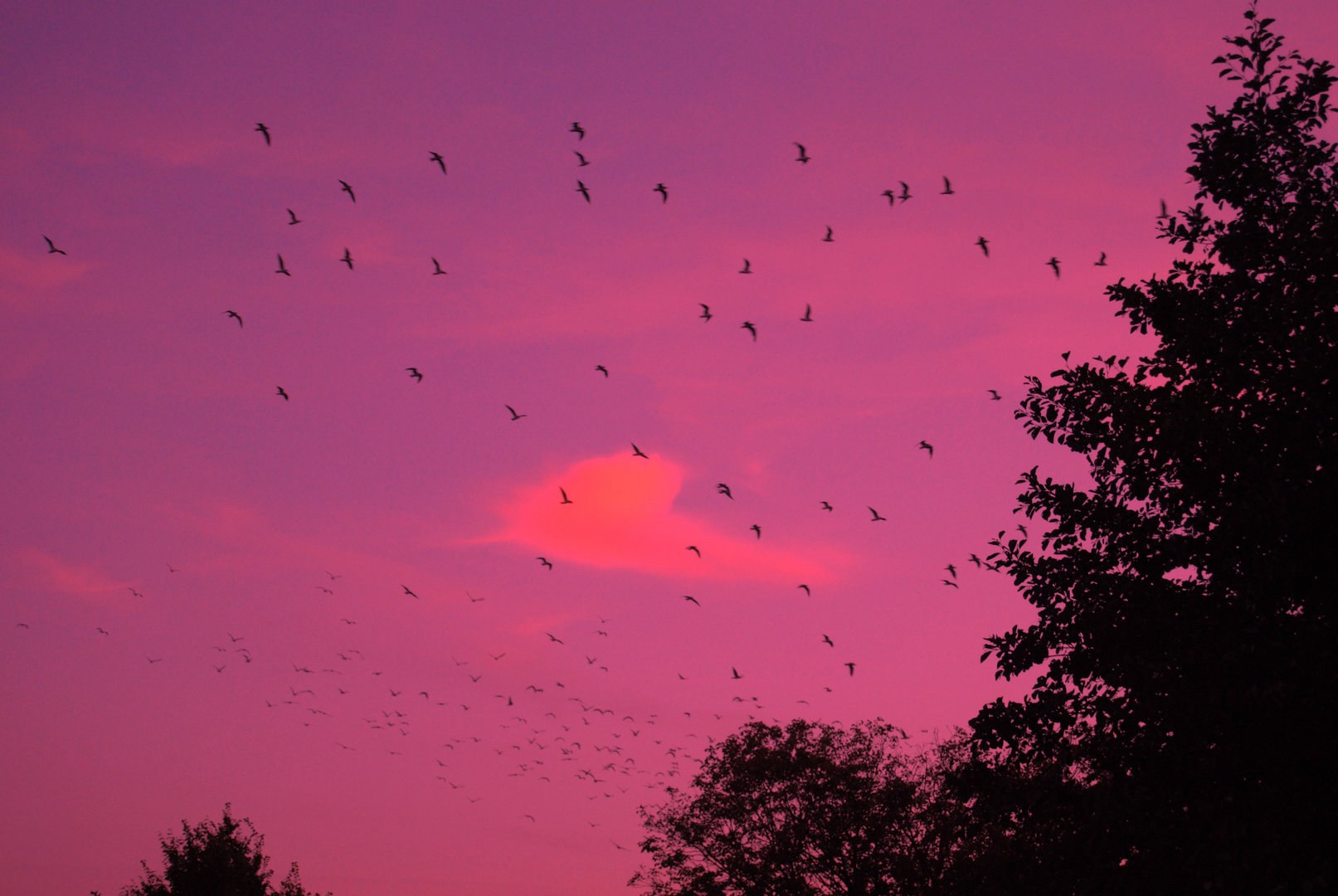 Schwärme in den Sonnenuntergang