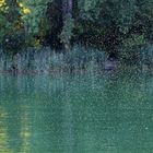 Schwärme von Köcherfliegen am Wöhrsee
