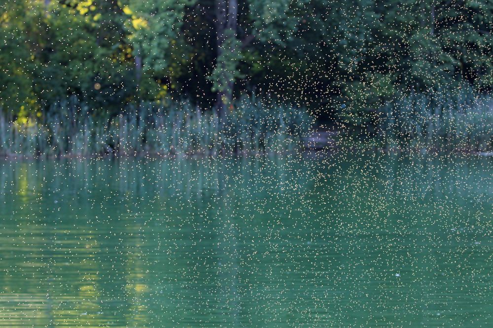 Schwärme von Köcherfliegen am Wöhrsee