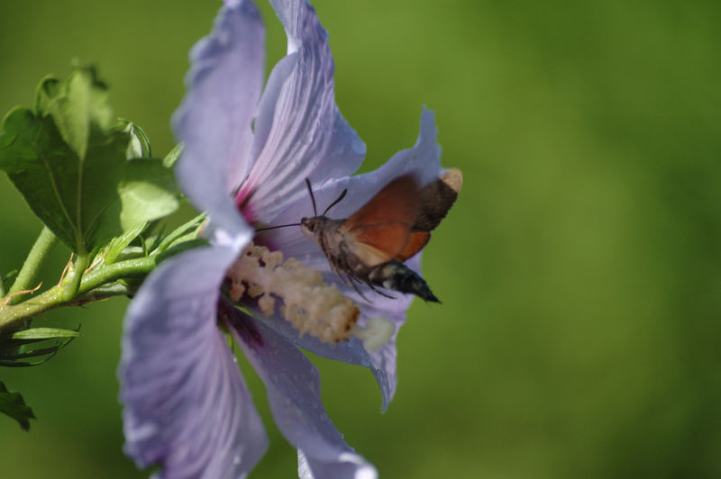 Schwärmer am Hibiscus