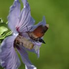 Schwärmer am Hibiscus