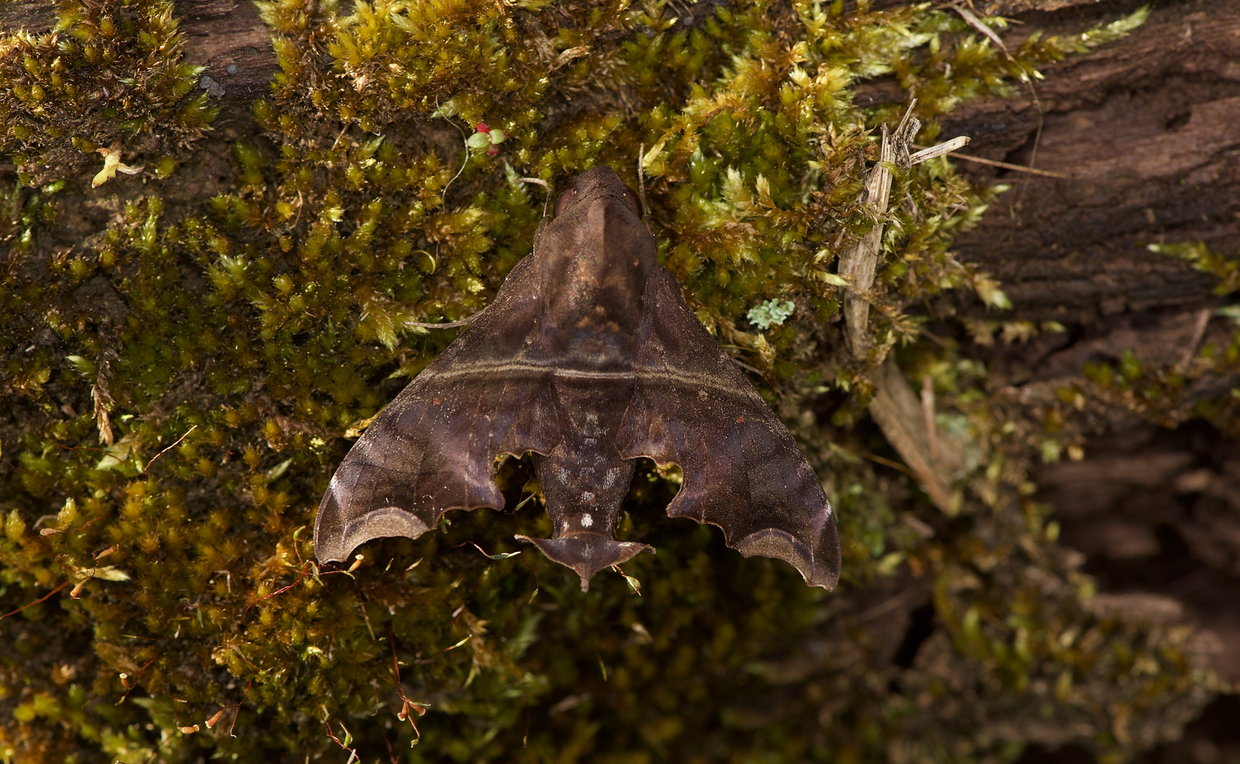 Schwärmer aus dem Nebelwald von Panama