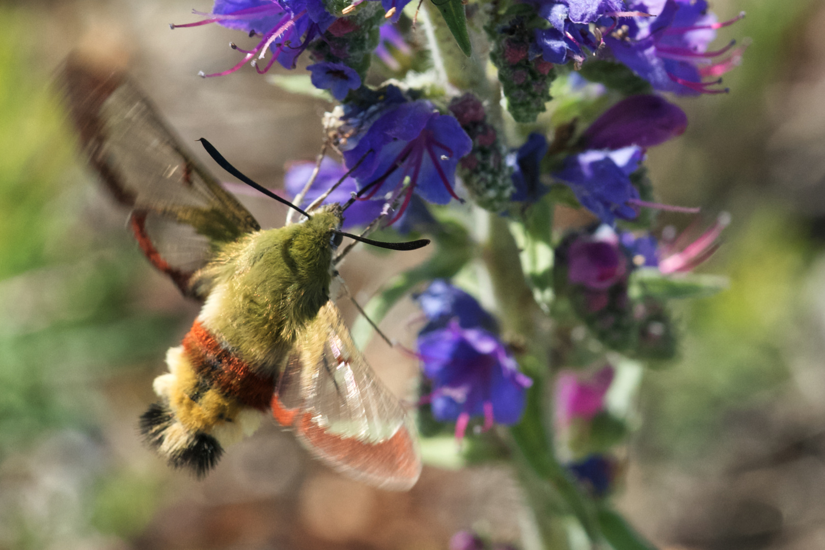 Schwärmer im Flug