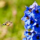 Schwärmer im Landeanflug