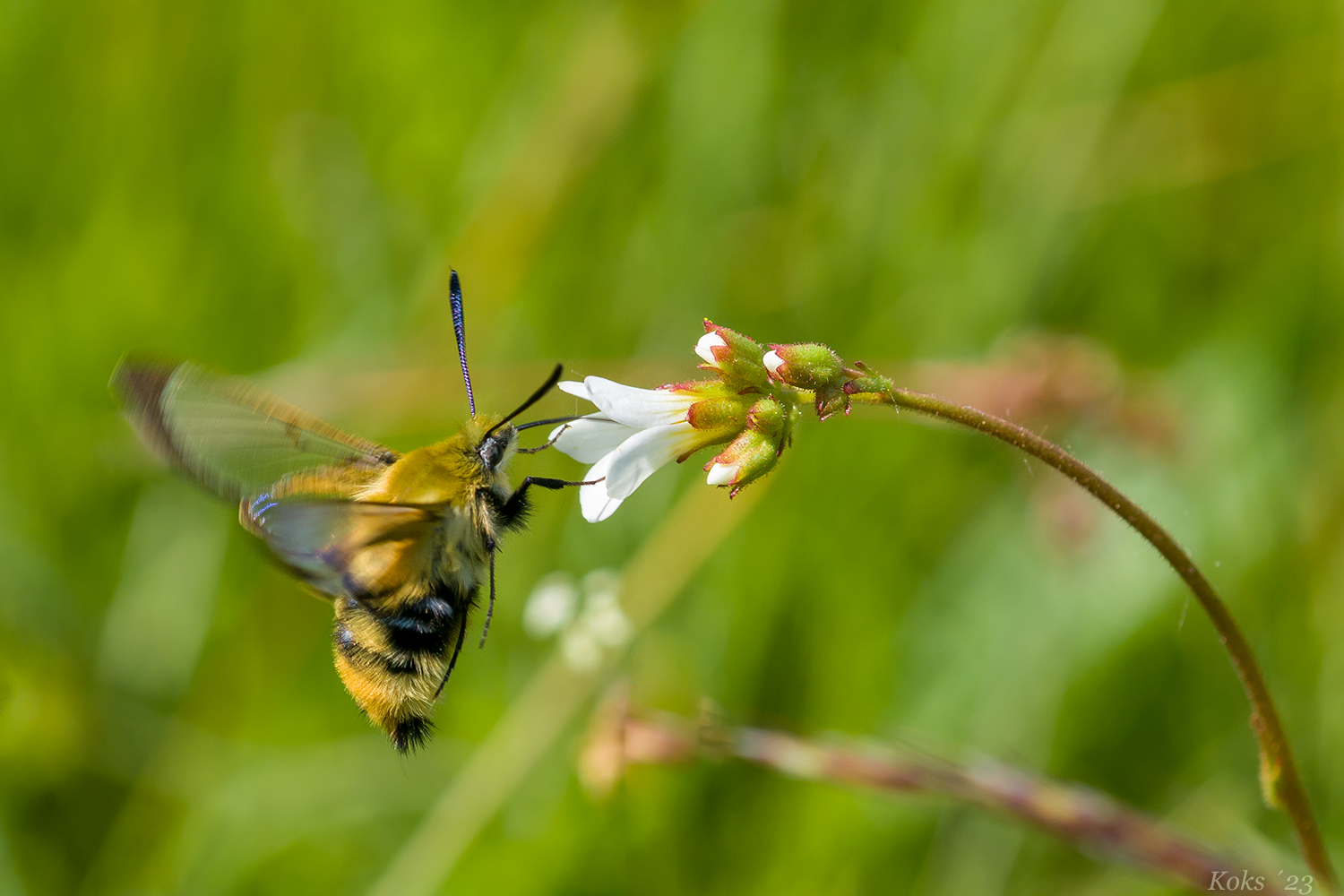 Schwärmerchen