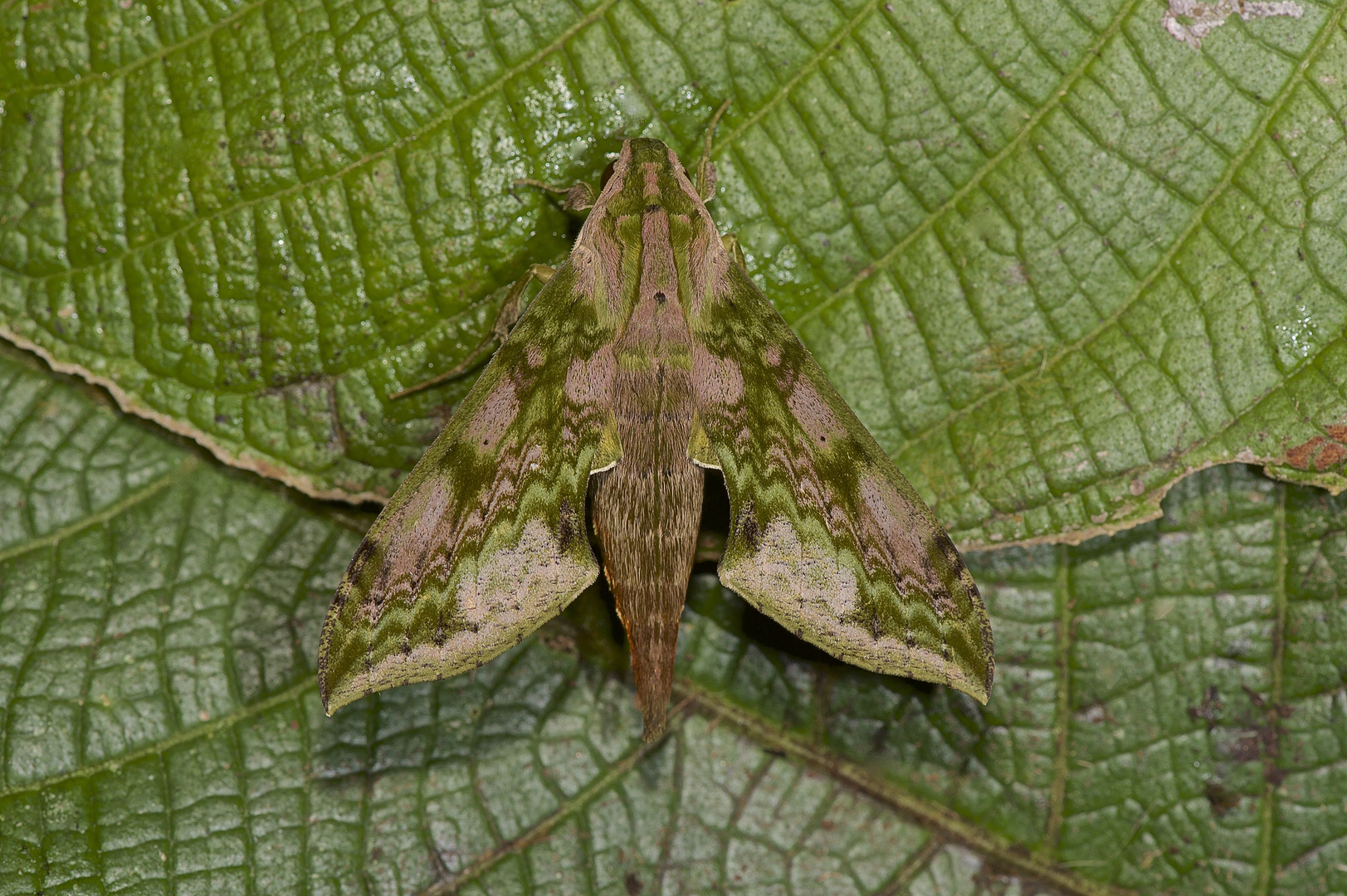 Schwärmer,Sphingidae sp. aus dem Nebelwald von Peru