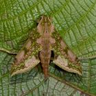 Schwärmer,Sphingidae sp. aus dem Nebelwald von Peru