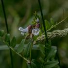 Schwärzende Platterbse (Lathyrus niger)