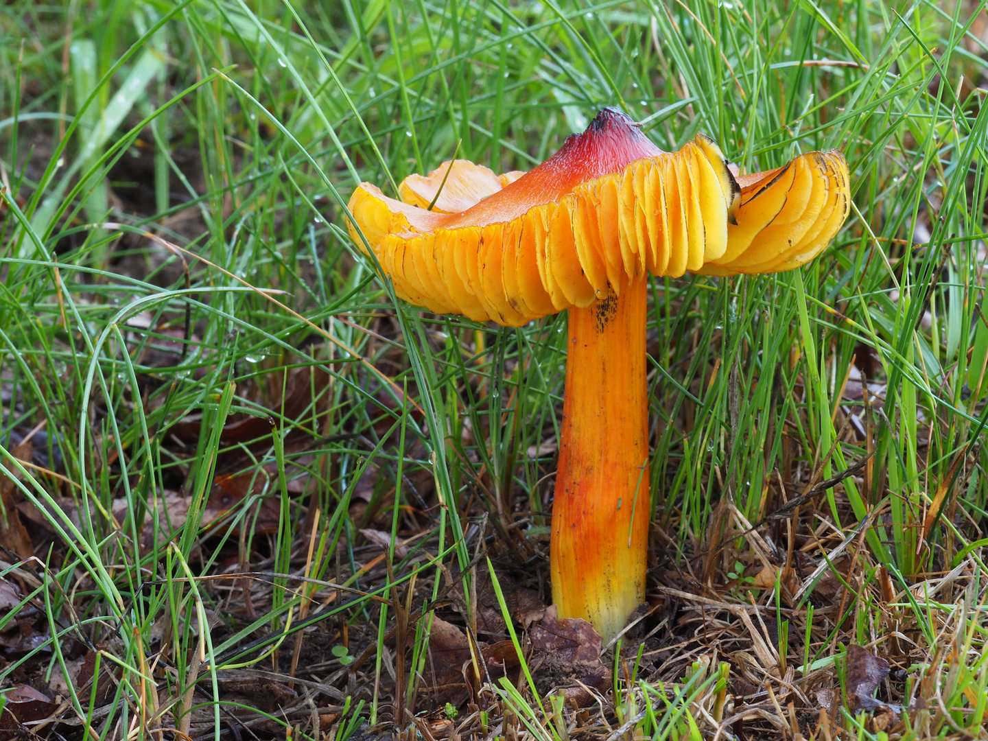 Schwärzender Saftling (Hygrocybe conica)