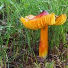 Schwärzender Saftling (Hygrocybe conica)