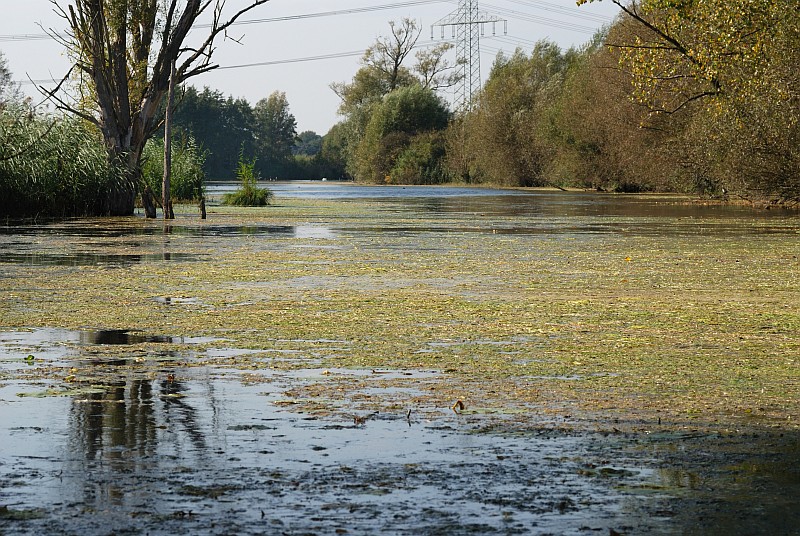 Schwafheimer Meer