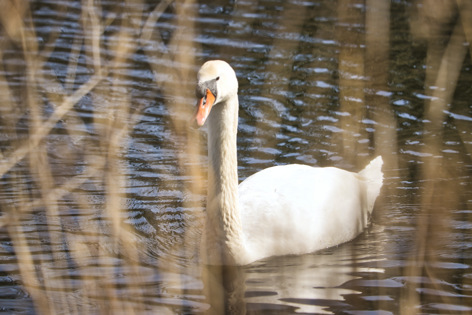 Schwahn am WertachStausee Foto & Bild tiere, wildlife, wild lebende