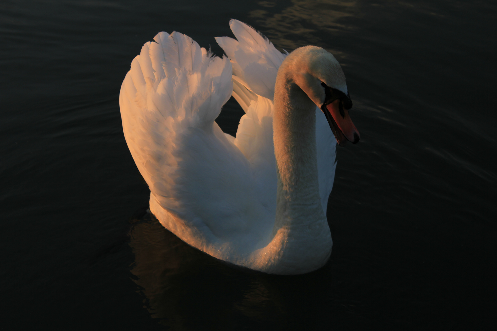 Schwahn im Abendsonnenlicht