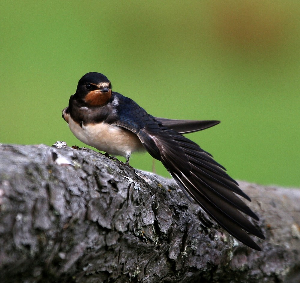 Schwalbe 2 Foto & Bild tiere, wildlife, wild lebende vögel Bilder auf