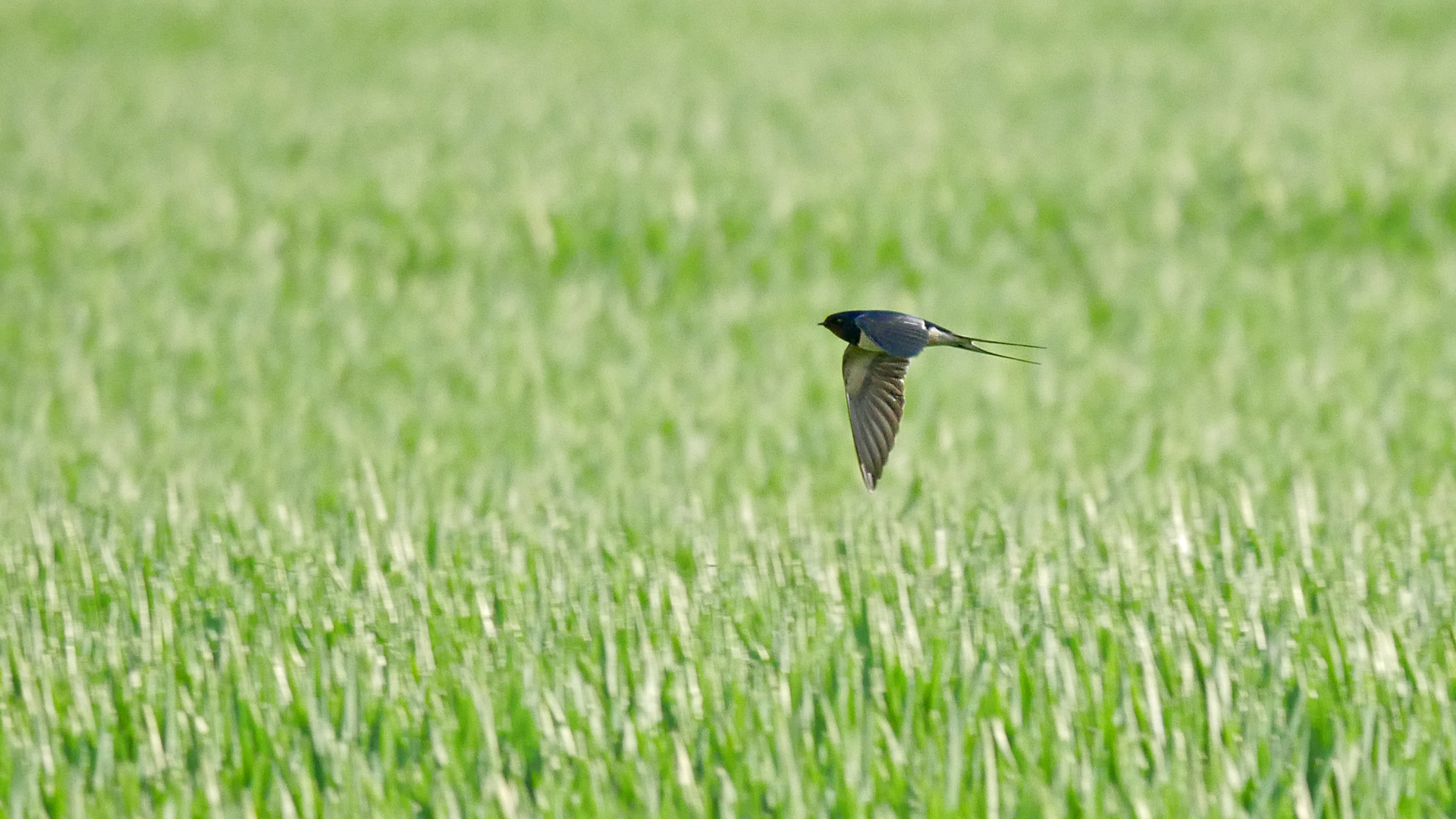 Schwalbe Foto & Bild tiere, wildlife, wild lebende vögel Bilder auf