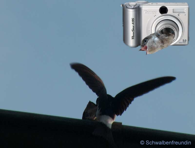 Schwalbe Angsthase wurde aufgefordert zum Fliegen!