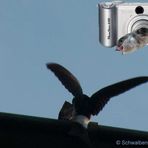 Schwalbe Angsthase wurde aufgefordert zum Fliegen!