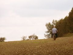 Schwalbe auf dem Feld