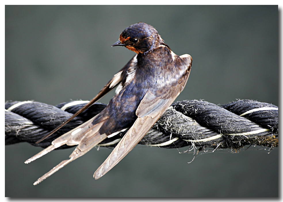 Schwalbe Foto & Bild | tiere, wildlife, wild lebende vögel Bilder auf ...