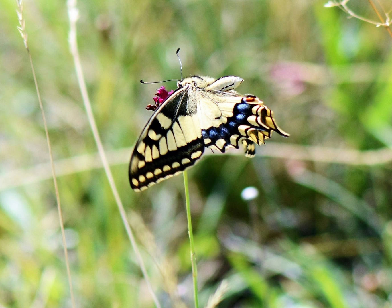 Schwalbe beim Anflug