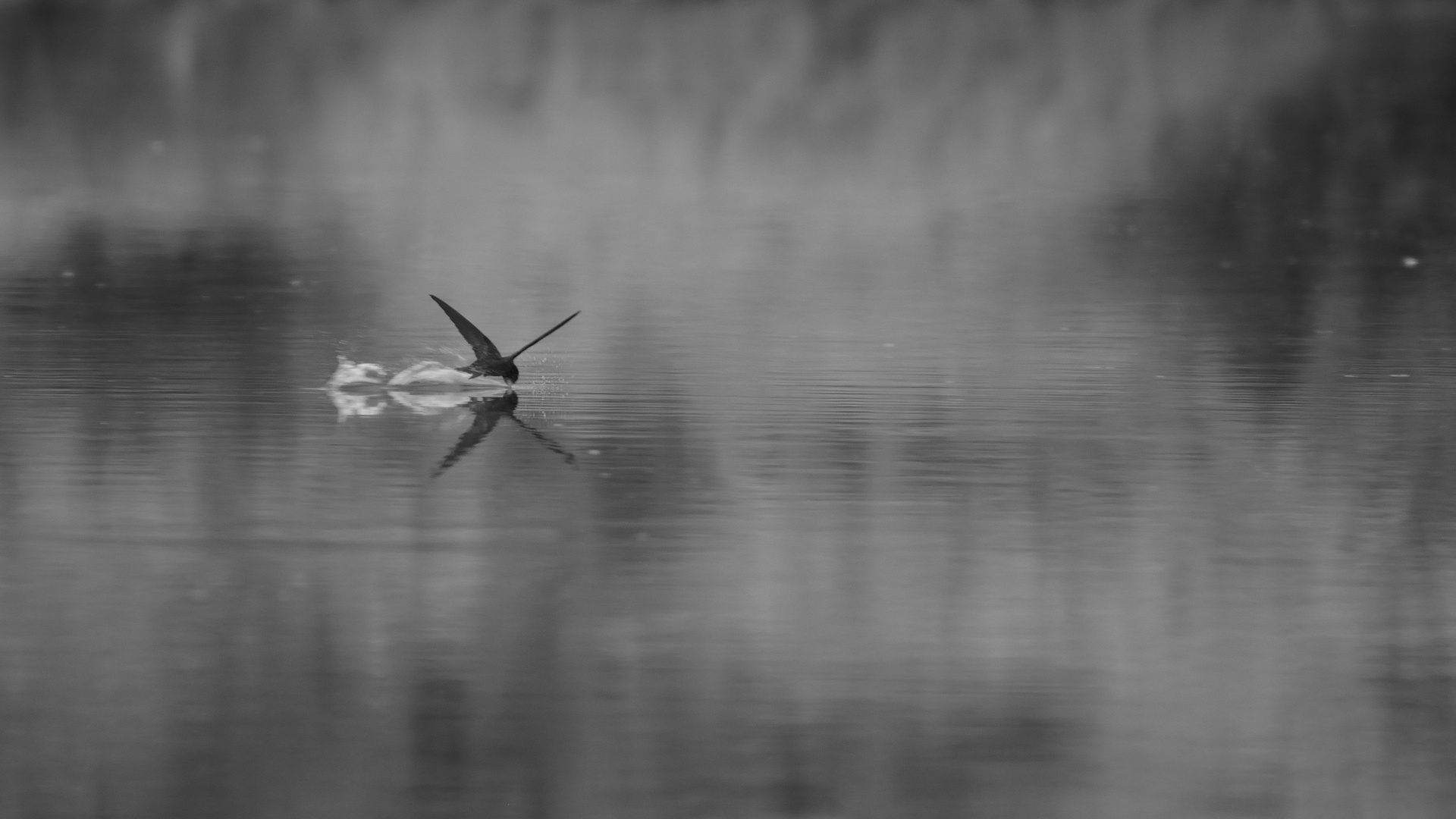 Schwalbe die im Flug trinkt