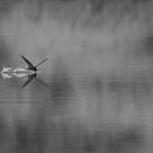 Schwalbe die im Flug trinkt