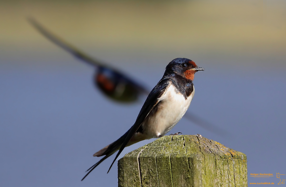 Schwalbe fliegt zur Pause ein