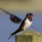 Schwalbe fliegt zur Pause ein