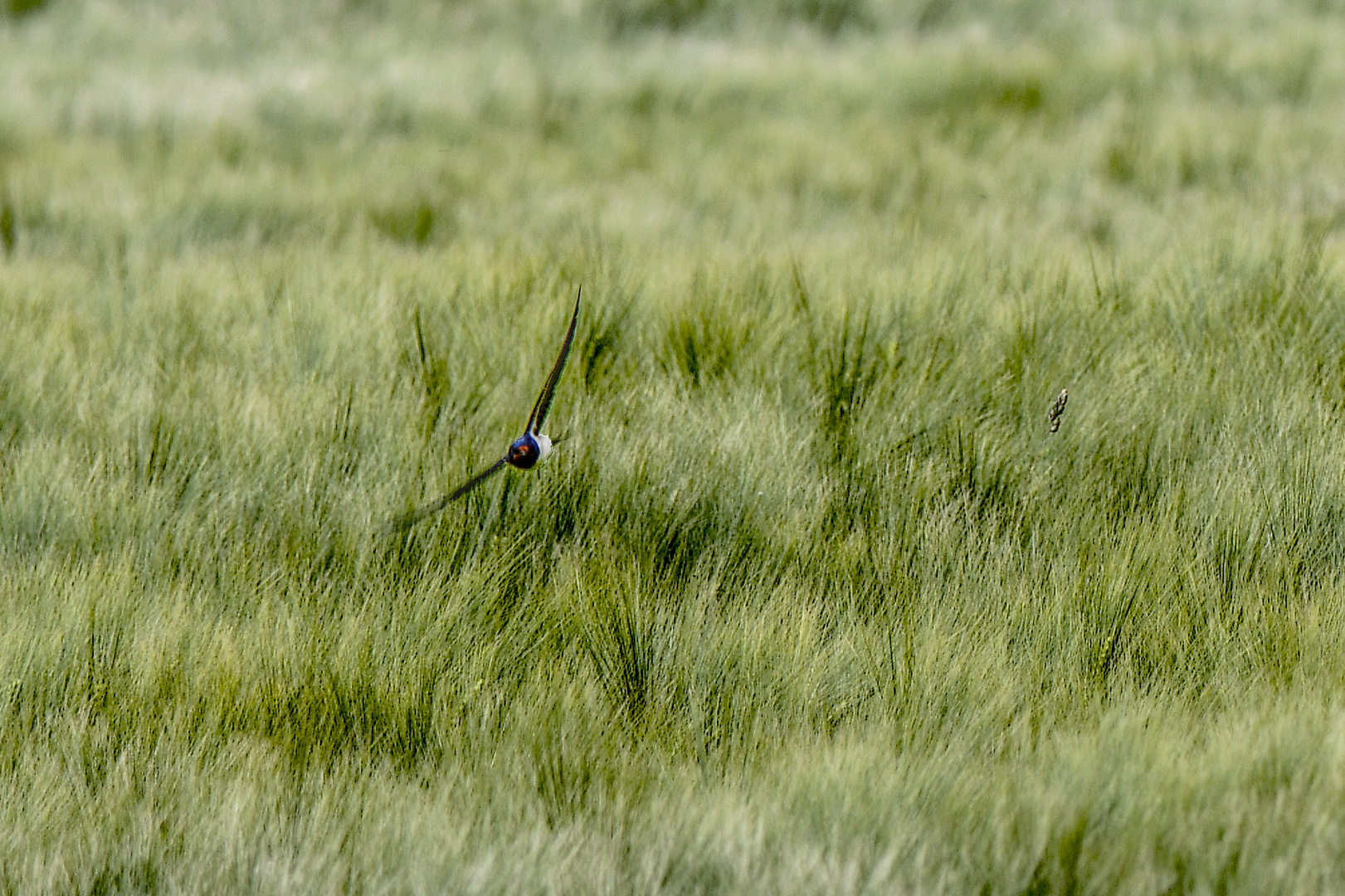 Schwalbe im Anflug