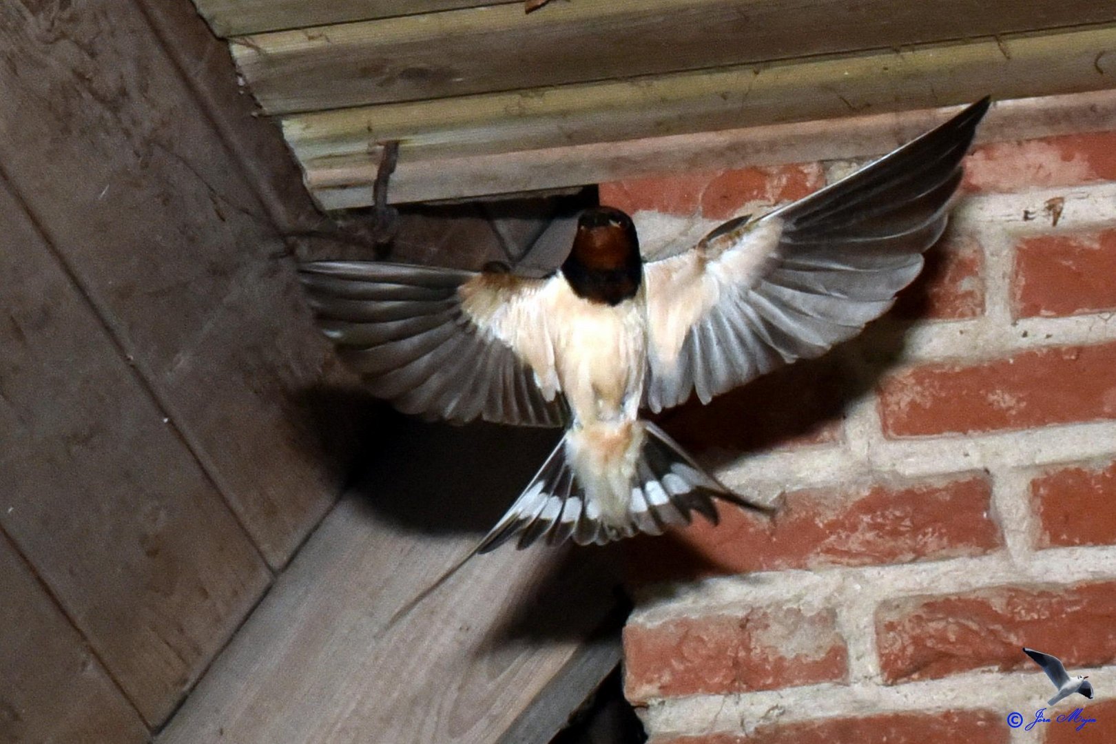 Schwalbe im Anflug