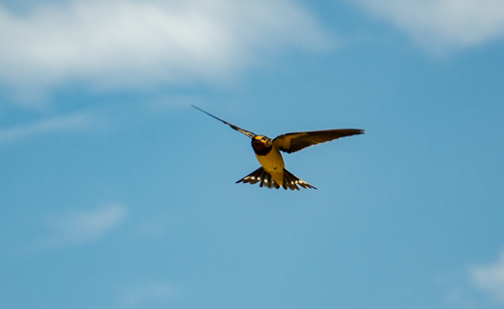 Schwalbe im Flug