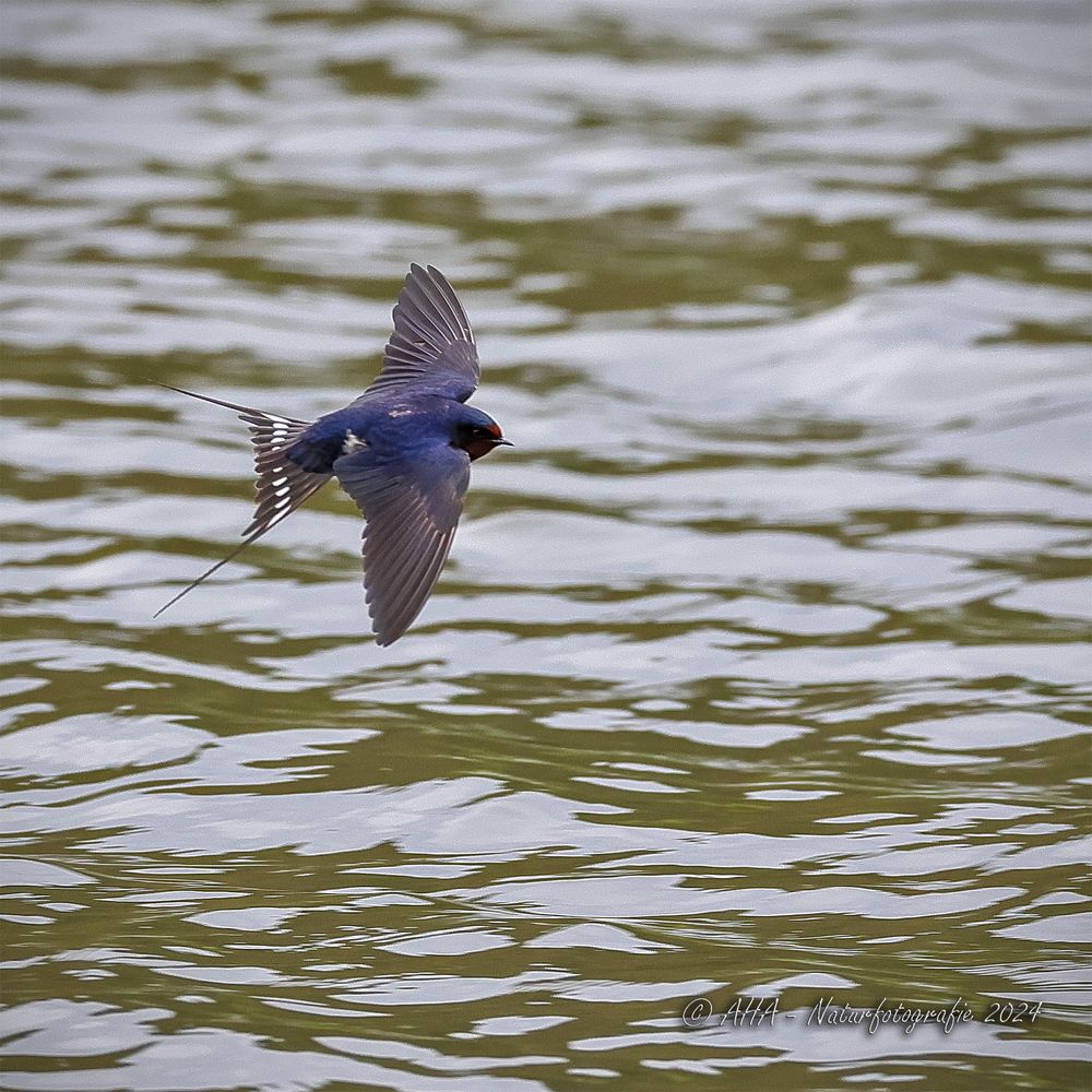 Schwalbe im Flug - 2