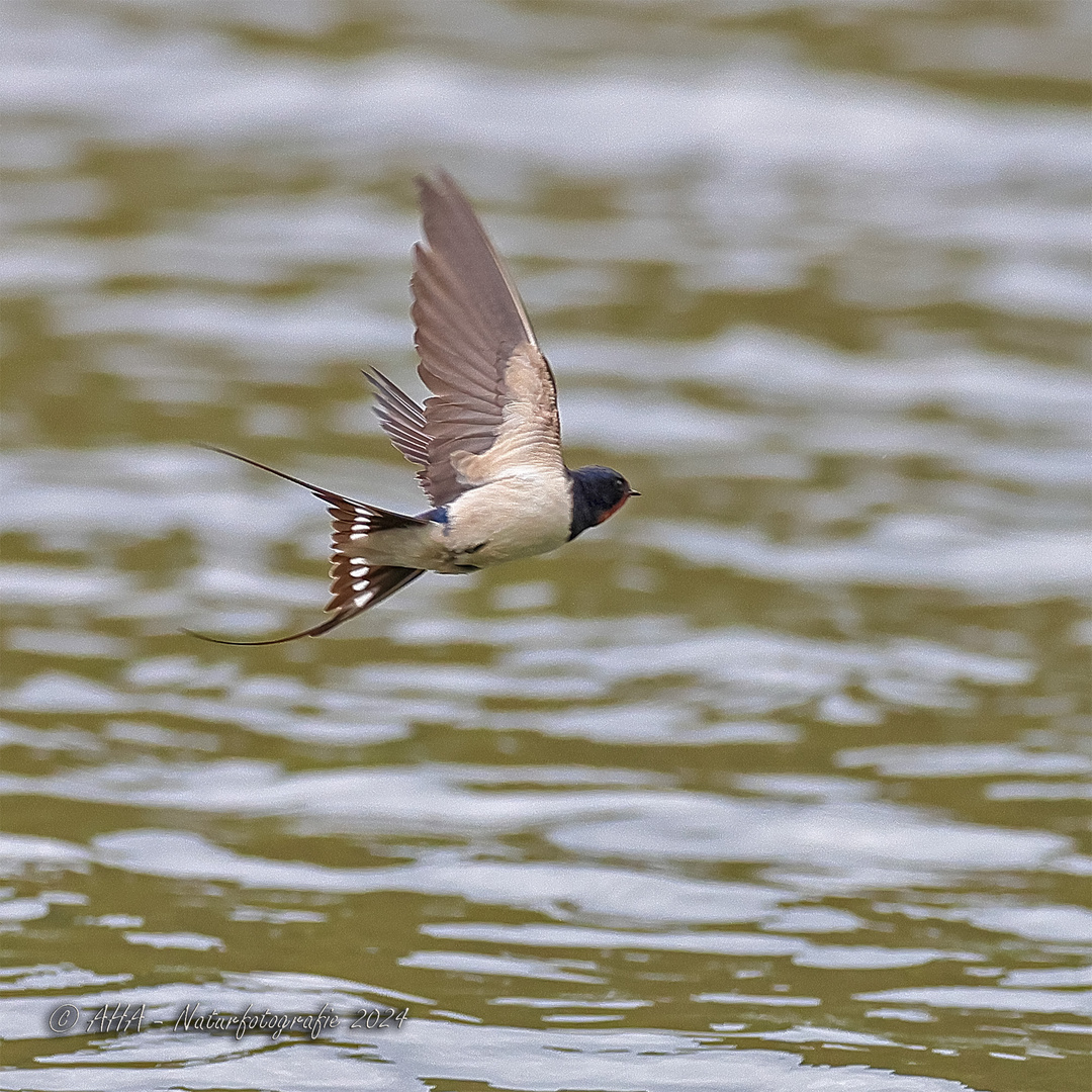 Schwalbe im Flug - 3