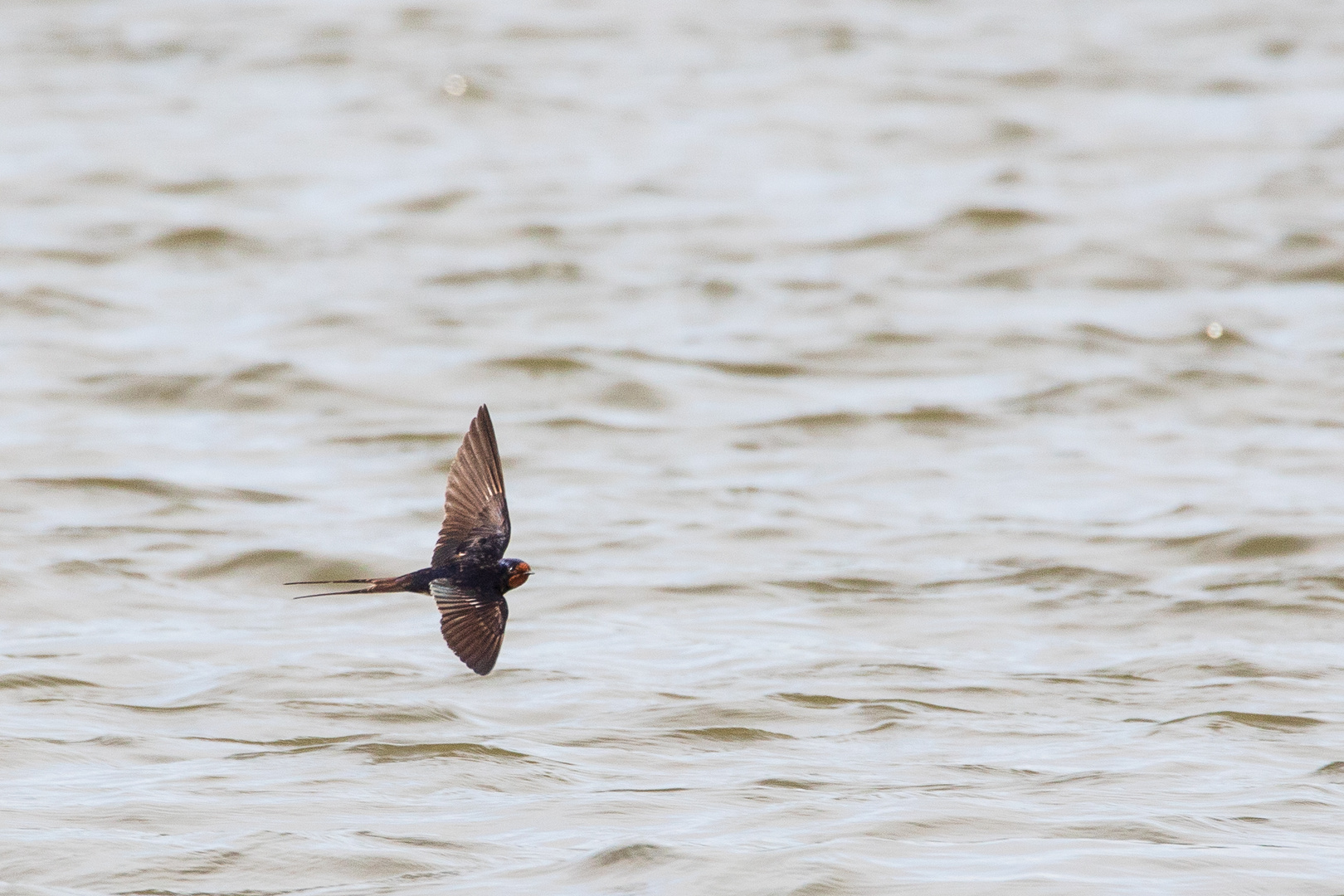 Schwalbe im Flug-4837