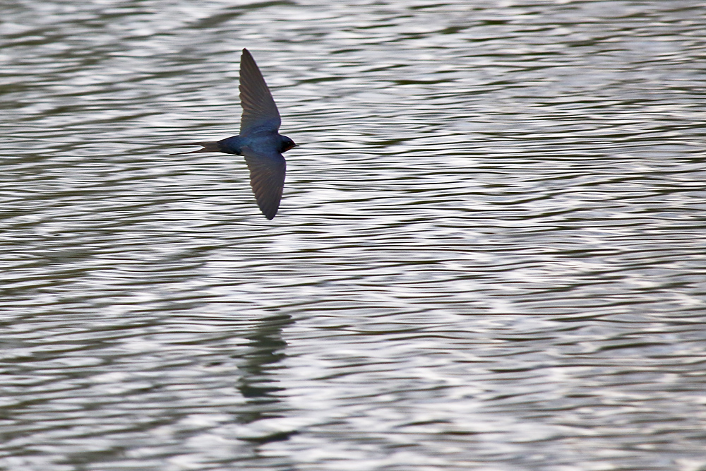 Schwalbe im Flug 