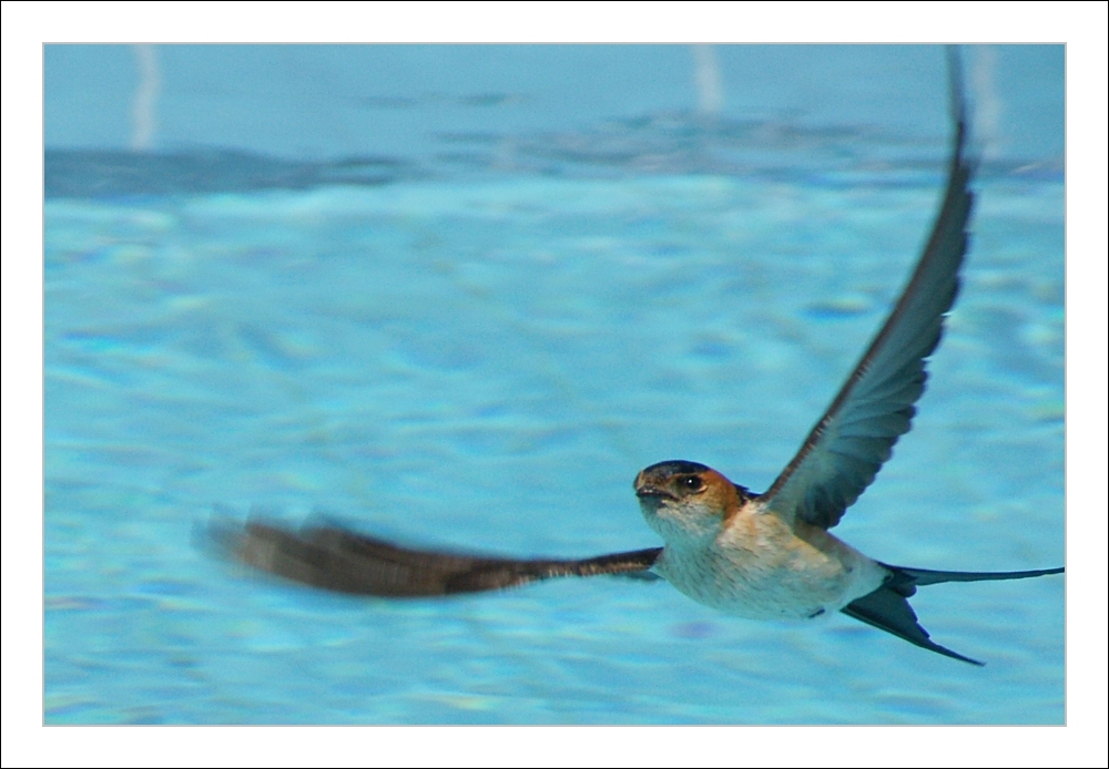 Schwalbe im Flug