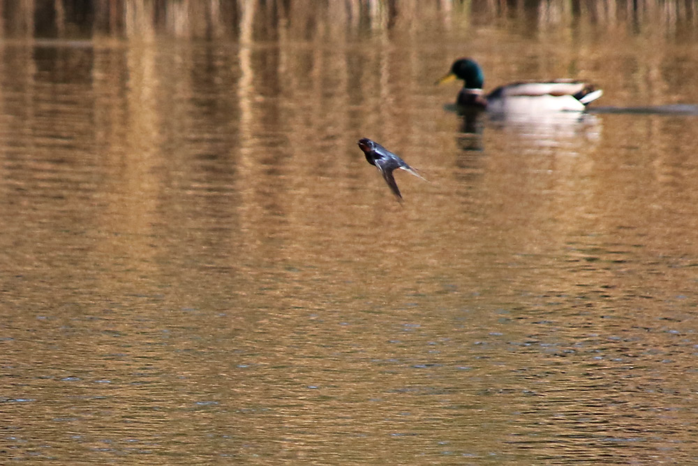 Schwalbe im Flug