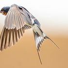 Schwalbe im Flug